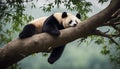 Lazy Panda Bear Sleeping on a Tree Branch, China Wildlife