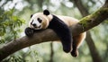 Lazy Panda Bear Sleeping on a Tree Branch, China Wildlife