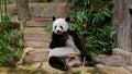 Lazy panda eating bamboo shoots.