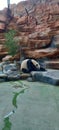 Lazy panda having a nap