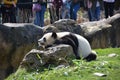 A lazy panda on a rock