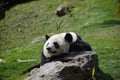 A lazy panda on a rock