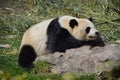 A lazy panda on a rock