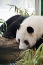 the lazy panda is sleeping at the zoo Royalty Free Stock Photo