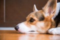 Lazy pembroke welsh corgi lay on the floor waiting for someone to come back home.
