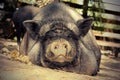 Lazy pig on the ground Royalty Free Stock Photo