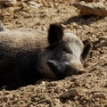 Lazy pig in organic farm Royalty Free Stock Photo