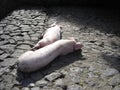 Lazy Pigs