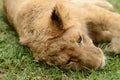 Lazy playful African lion cub