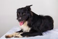 Lazy purebred Border Collie dog relaxing on his owner bed Royalty Free Stock Photo