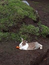 Lazy rabbit with a carrot