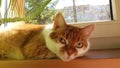 Lazy resting redhead cat on the windowsill