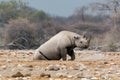 Lazy rhino Royalty Free Stock Photo