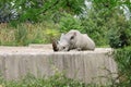 Lazy Rhino in the Zoo Royalty Free Stock Photo