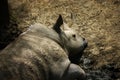 Lazy rhinoceros lying on the ground in a zoo Royalty Free Stock Photo