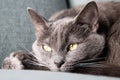 Lazy russian blue breed cat resting on the sofa. Royalty Free Stock Photo