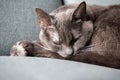 Lazy russian blue breed cat resting on the sofa. Royalty Free Stock Photo