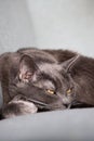 Lazy russian blue breed cat resting on the sofa. Royalty Free Stock Photo