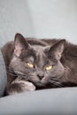 Lazy russian blue breed cat resting on the sofa. Royalty Free Stock Photo