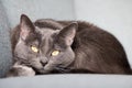 Lazy russian blue breed cat resting on the sofa. Royalty Free Stock Photo