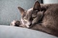 Lazy russian blue breed cat resting on the sofa. Royalty Free Stock Photo