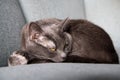 Lazy russian blue breed cat resting on the sofa. Royalty Free Stock Photo