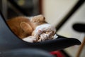 Lazy Scottish Fold cat relaxing on chair in modern living room at home Royalty Free Stock Photo