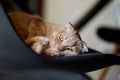 Lazy Scottish Fold cat relaxing on chair in modern living room at home Royalty Free Stock Photo