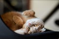 Lazy Scottish Fold cat relaxing on chair in modern living room at home Royalty Free Stock Photo