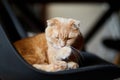 Lazy Scottish Fold cat relaxing on chair in modern living room at home Royalty Free Stock Photo