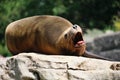 Lazy sea lion, Otariinae screaming Royalty Free Stock Photo