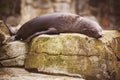 Lazy sea lion sleeping on a rock Royalty Free Stock Photo