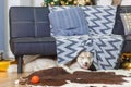 Lazy Siberian Husky in living room, smiling, fluffy