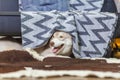 Lazy Siberian Husky in living room, smiling, fluffy