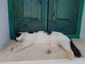 Lazy sleeping cat in front of an wooden window