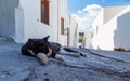 Lazy sleeping kitty lying on stone street day heat