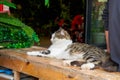 A lazy sleeping pattern Chinese pastoral cat