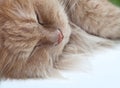 Lazy sleeping persian cat