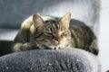 Lazy sleepy marble striped cat, portrait of boring domestic tabby lies on grey sofa Royalty Free Stock Photo