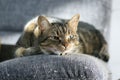 Lazy sleepy marble striped cat, portrait of boring domestic tabby lies on grey sofa Royalty Free Stock Photo