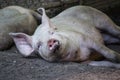 Lazy sleepy pig in the dirt