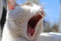Lazy sleepy white cat Royalty Free Stock Photo