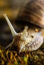 Lazy snail on macro shot