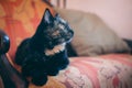 A lazy spotted cat sleeps on a sofa in a sunny room. Defocused