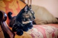 A lazy spotted cat sleeps on a sofa in a sunny room. Defocused