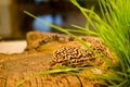 Lazy spotted yellow lizard sleeps under the beams of lamp on piece of tree in the grass bushes