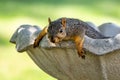 Lazy Squirrel Lounging in a Bird Bath on a Hot Day