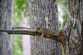 Lazy squirrel resting on tree branch Royalty Free Stock Photo