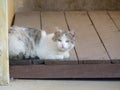 Lazy steet cat relaxing on decking tiles