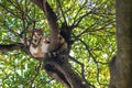 Lazy stray cat sleeping on tree branch in summer Royalty Free Stock Photo